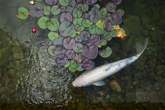 Aquatic Plants and Fish